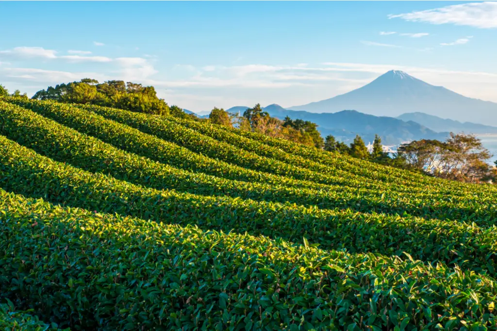 茶園與富士山